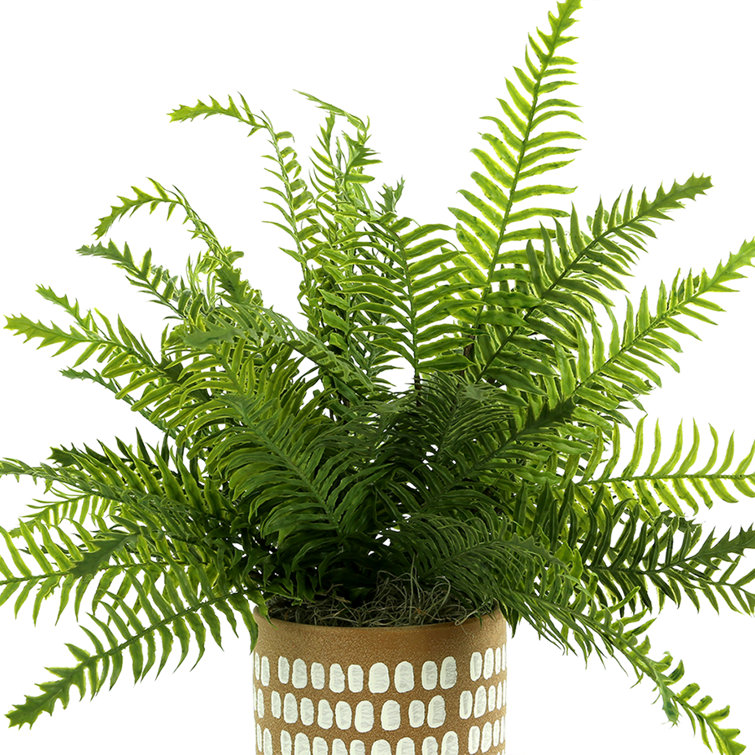 Creative Displays, Inc. Metson Faux Fern Plant in Ceramic Pot Perigold